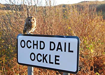 owl on sign